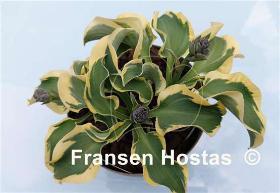 Hosta Mouse Capades